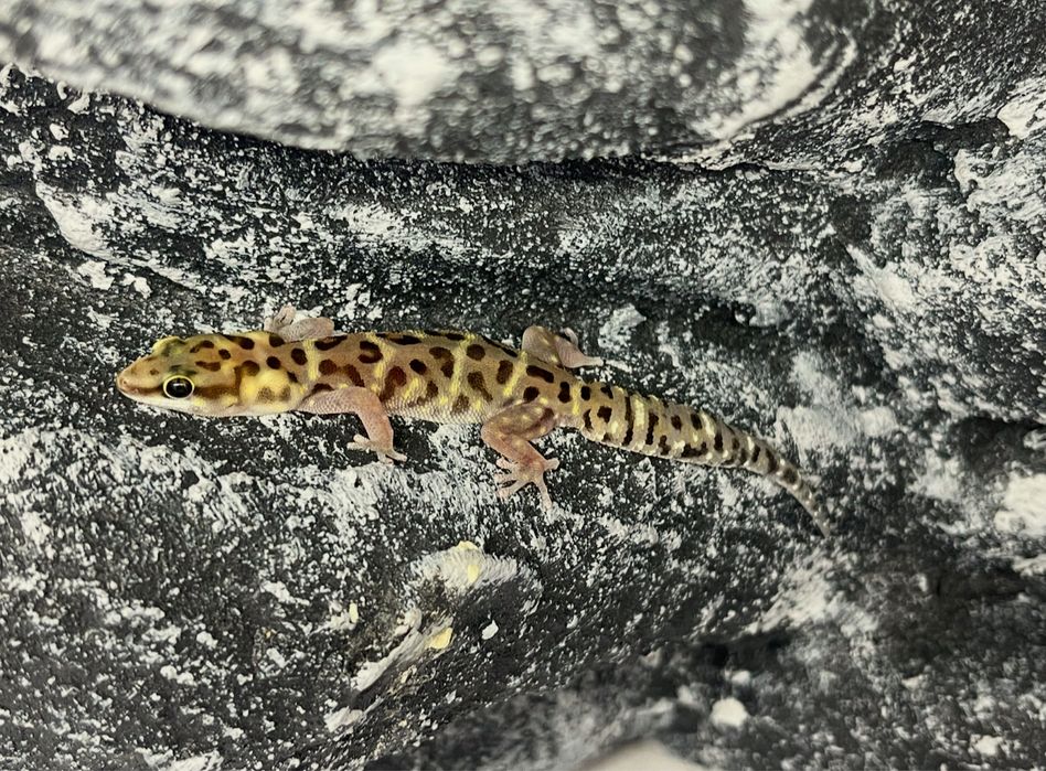 Gekon tygrysi Gekony tygrysie Pachydactylus tigrinus Płońsk