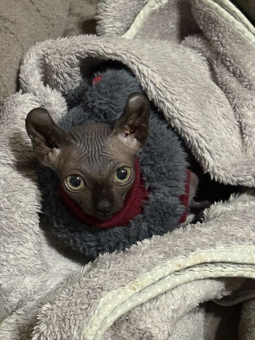 Сфінкс Дельф дівчинка