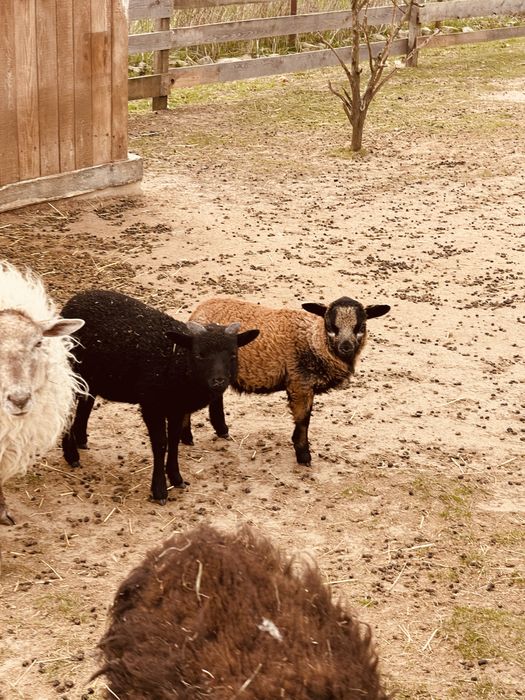 Młode baranki na sprzedaż