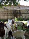 Cedo cabras boer puras de várias idades