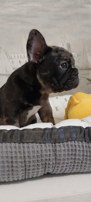 Хлопчик французский бульдог
