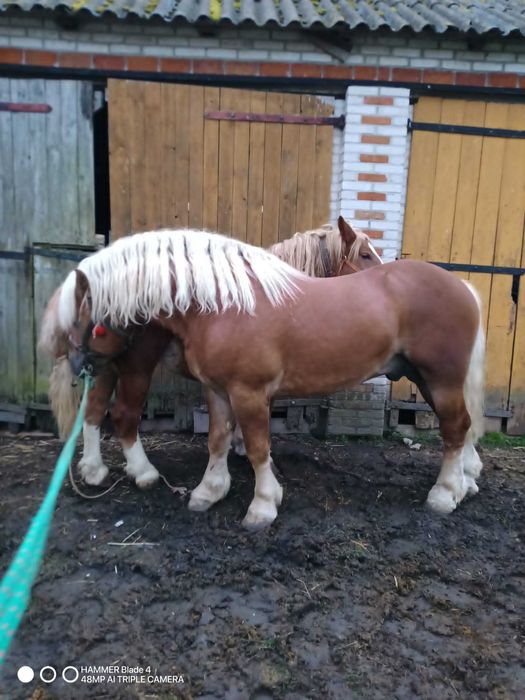 Ogier Sokólski-zimnokrwisty