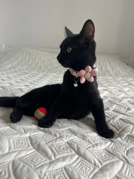 Отдам даром в добрые руки черную кошечку