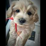 Suczka Maltipoo F1b - badania genetyczne