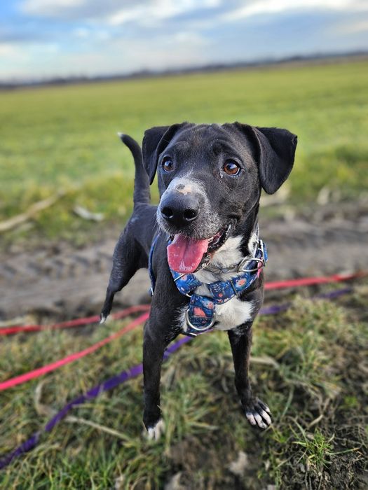 Merry mix ttb szuka domu