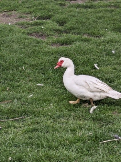 Jajka kacze  lęgowe -kaczka biała francuska