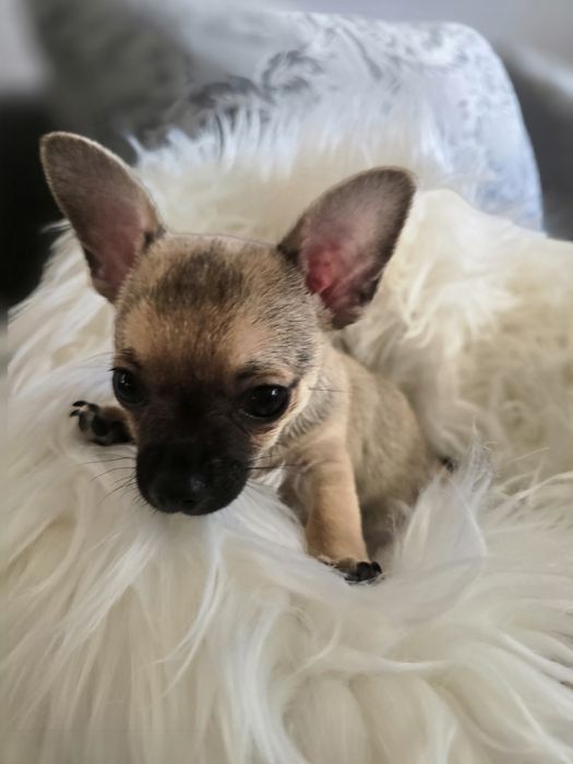 Śliczny krótkowłosy piesek rasy Chihuahua