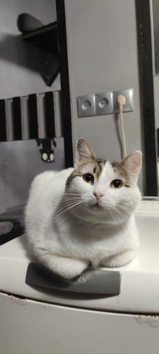 Котики из приюта,ищем семью!