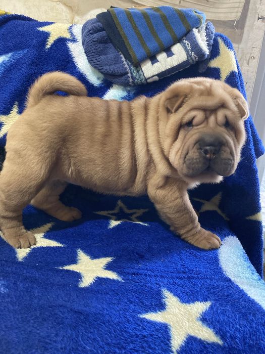 Девочки и мальчики окраса олень и извбелла