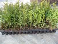 thuja smaragd tuja szmaragd sadzonki multiplat 2letnie -1 zł szt dowoz