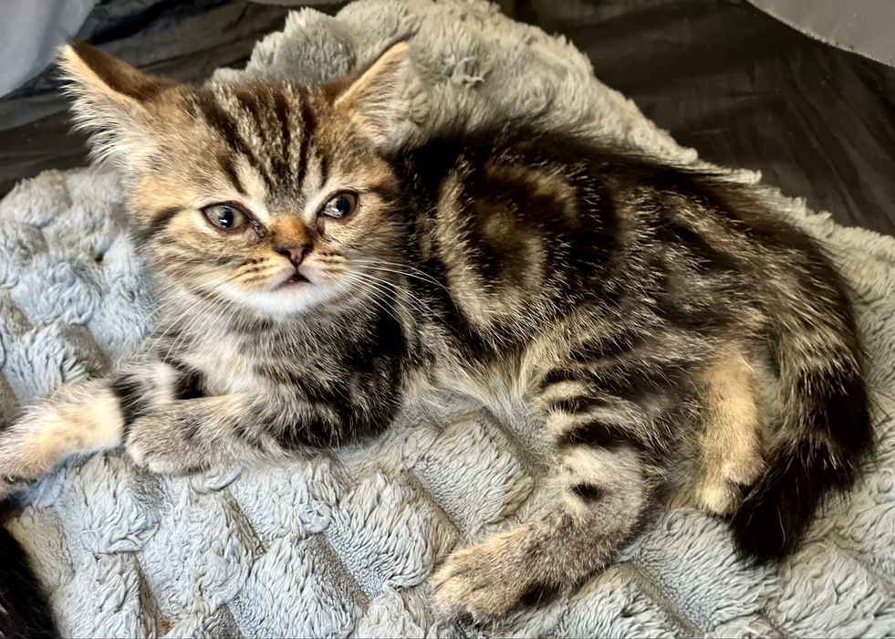 Продам Шотландських котиків