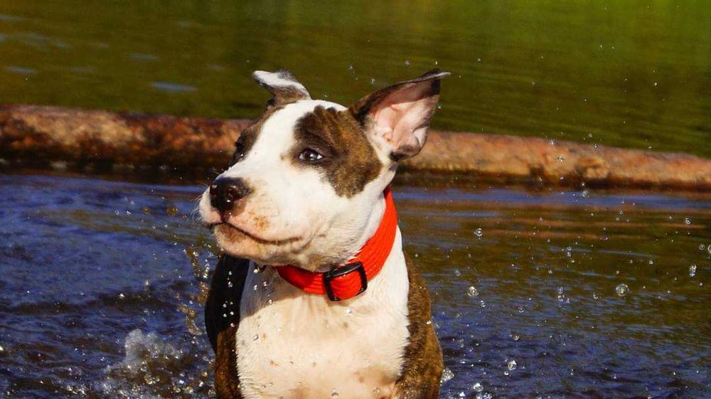 ZKwP/FCI Pręgowany samiec Amstaff, American Staffordshire Terrier