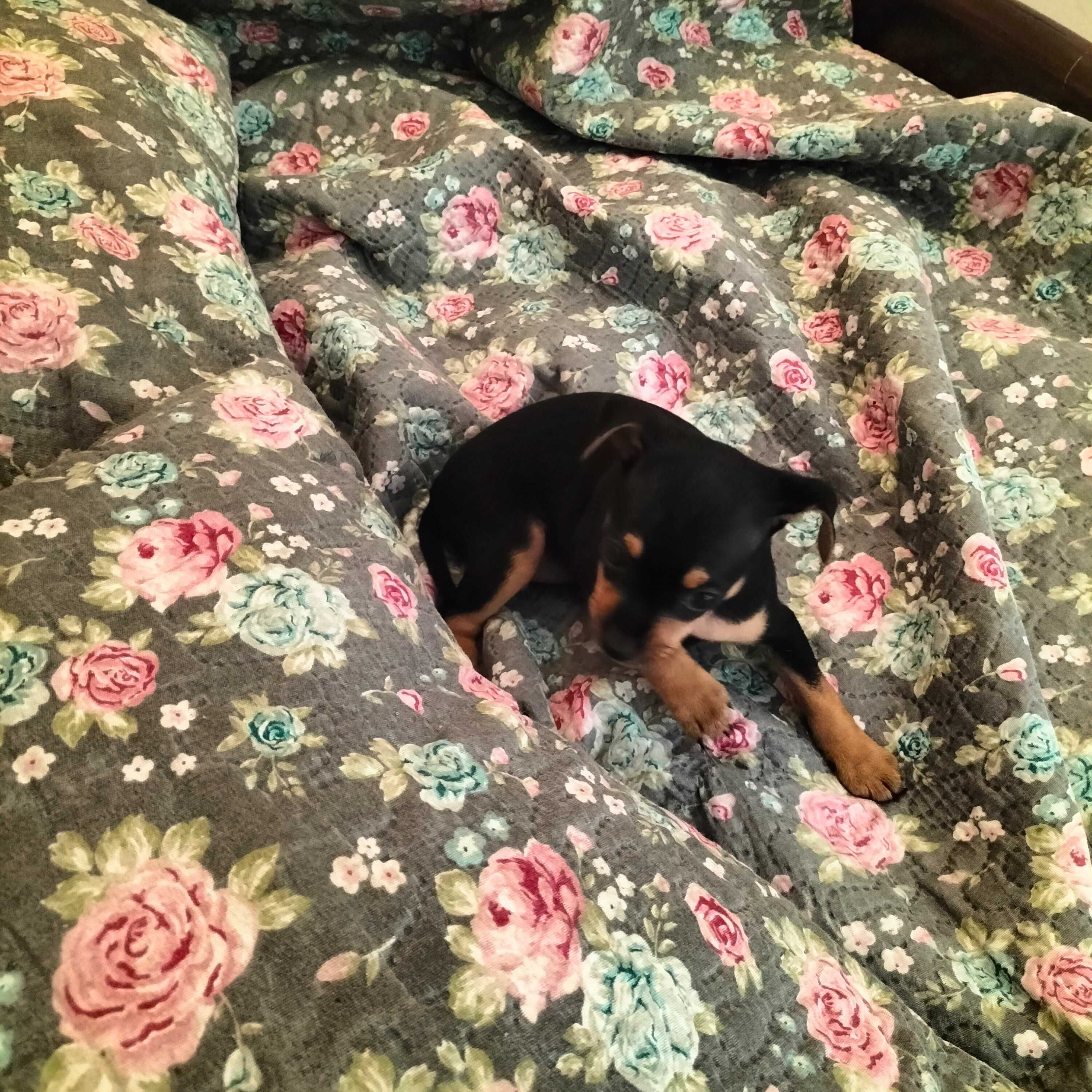 Pinscher fêmea linda