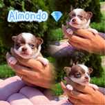 ***ALMONDO*** Bardzo maleńki, wyjątkowy Chihuahua