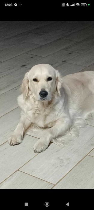 Golden Retriever cudowny piesek po championie.