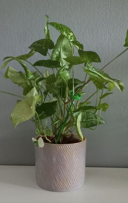 Doniczka, osłonka szaro złota 12 cm, Ikea