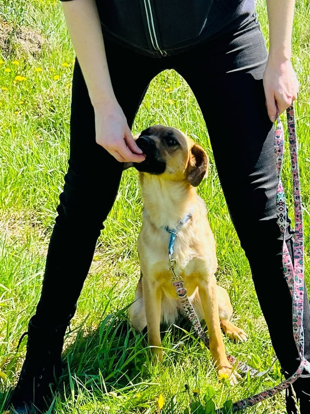 Cola gotowa do adopcji