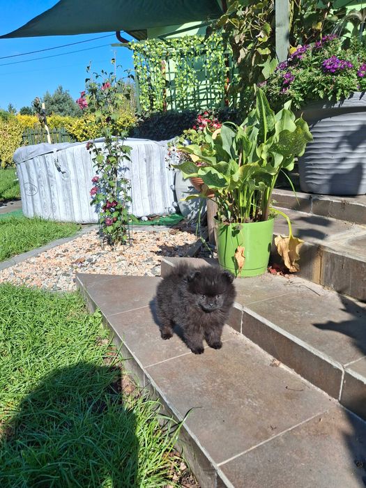 Pomeranian piesek