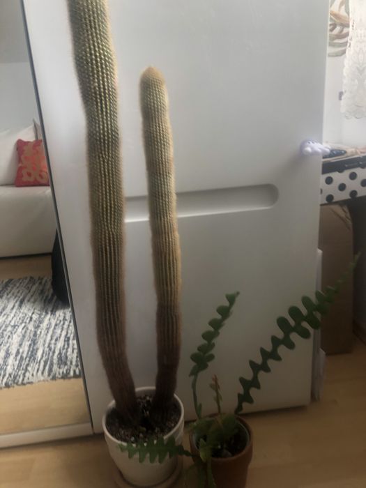 Kaktus w doniczce ok 95cm