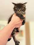 Kocięta maine coon