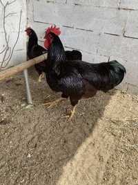 Rhode Island Red