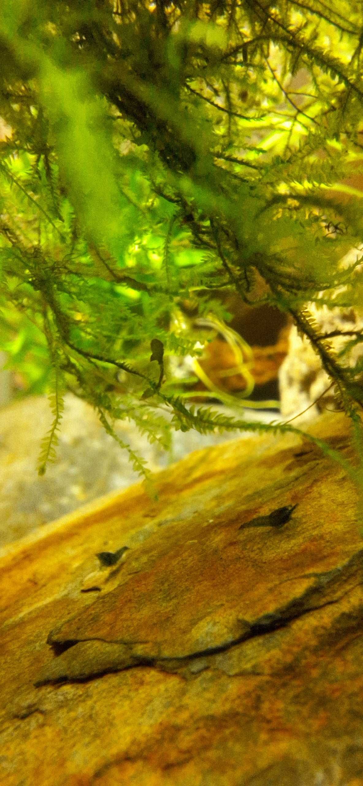 Krewetki miniaturowe Blue Velvet Neocaridina
