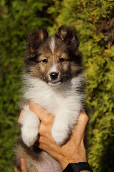 Owczarek szetlandzki sheltie szczenię ZKwP FCI