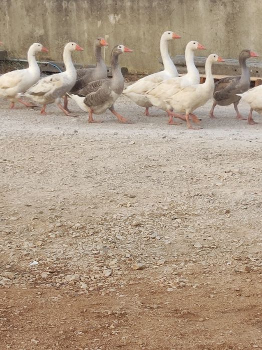 Vendo : Patos Gansos