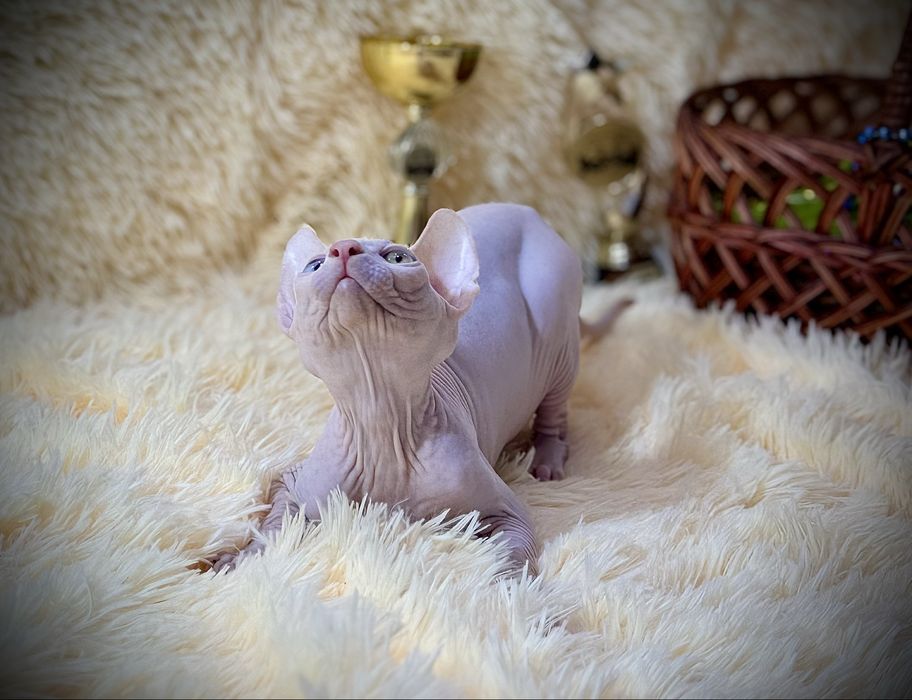 Разноглазый Канадский сфинкс, клуб родословная WCF, доставка заграницу