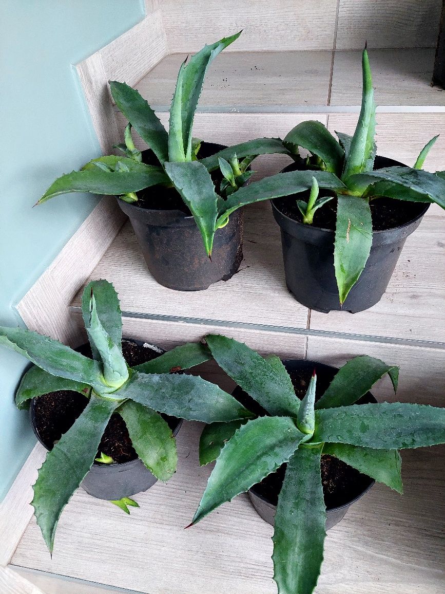 Rośliny agawa syngonium