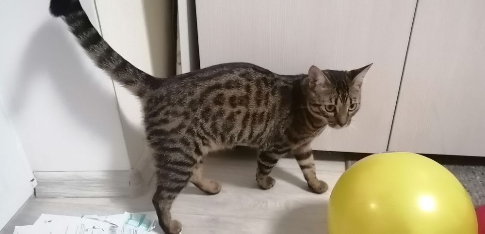 Вязка!!! Бенгальская кошка ищет жениха