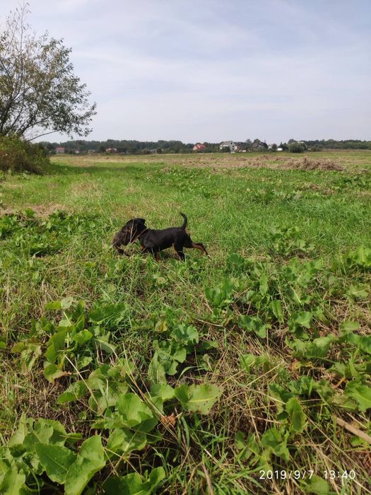 Ядтерʼєр щеннята, три з половиною місяці. ТЕРМІНОВО.