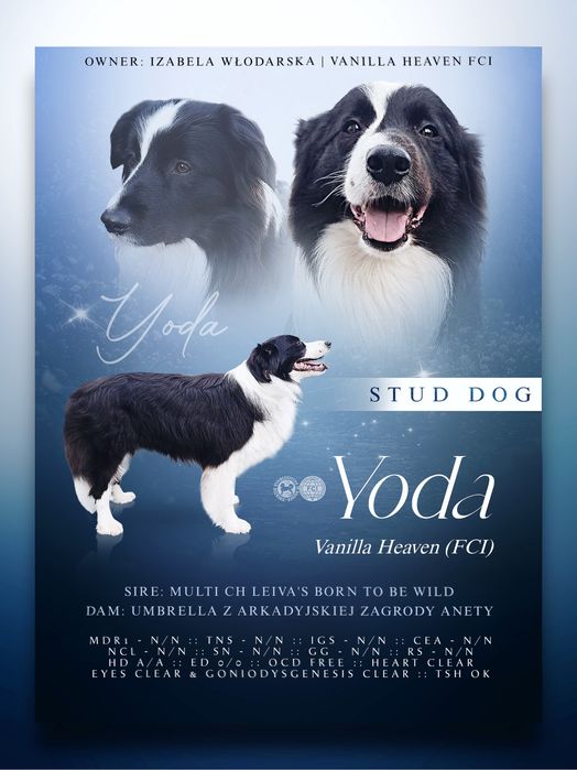 Piekny reproduktor  border collie Yoda Vanilla Heaven FCI ZKwP