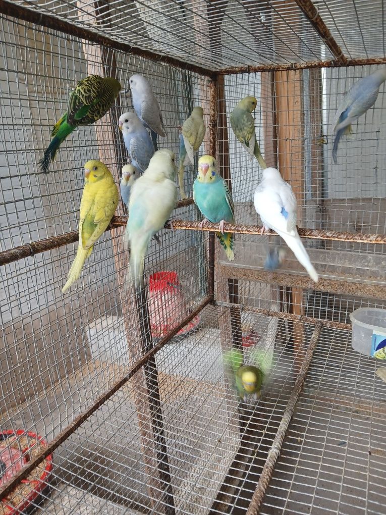 Lote de piriquitos