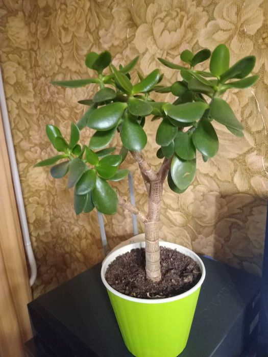 Комнатные растения Крассула \денежное дерево.