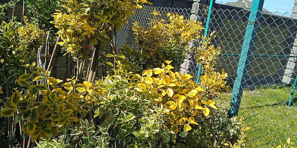 Бересклет на штамбі