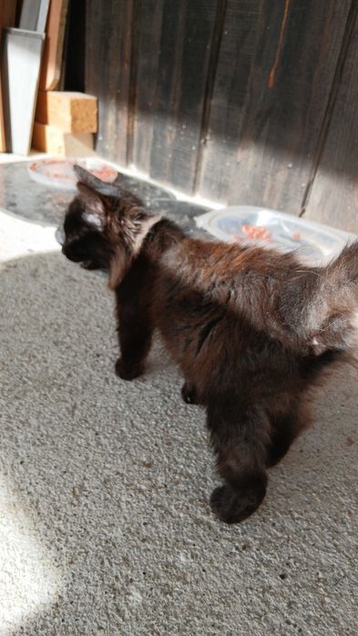 Gatinhos para adoção