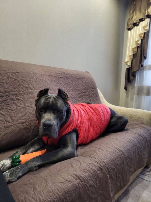 Бронювання цуценят кане-корсо