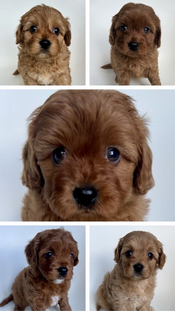 Cavapoo cudowna dziewczynka