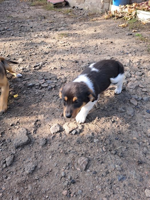 Відам цуценят у добрі руки