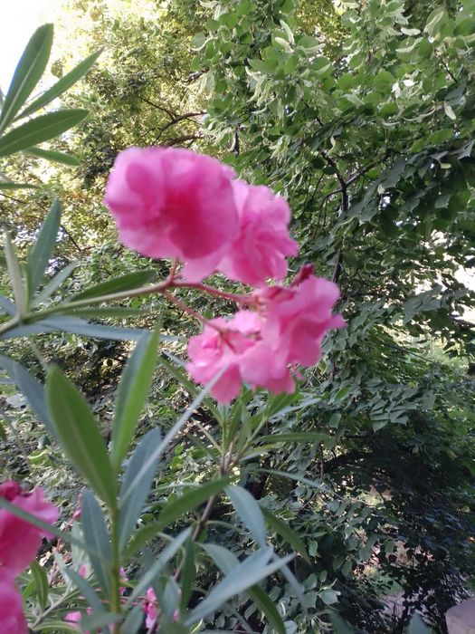 Продам  олеандр.