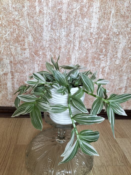 Традесканція зебріна