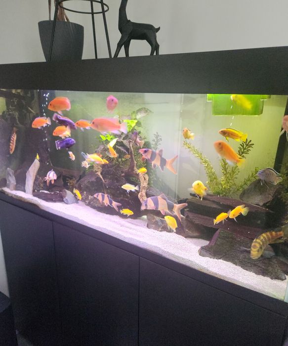 Pyszczaki ok 30 sztuk