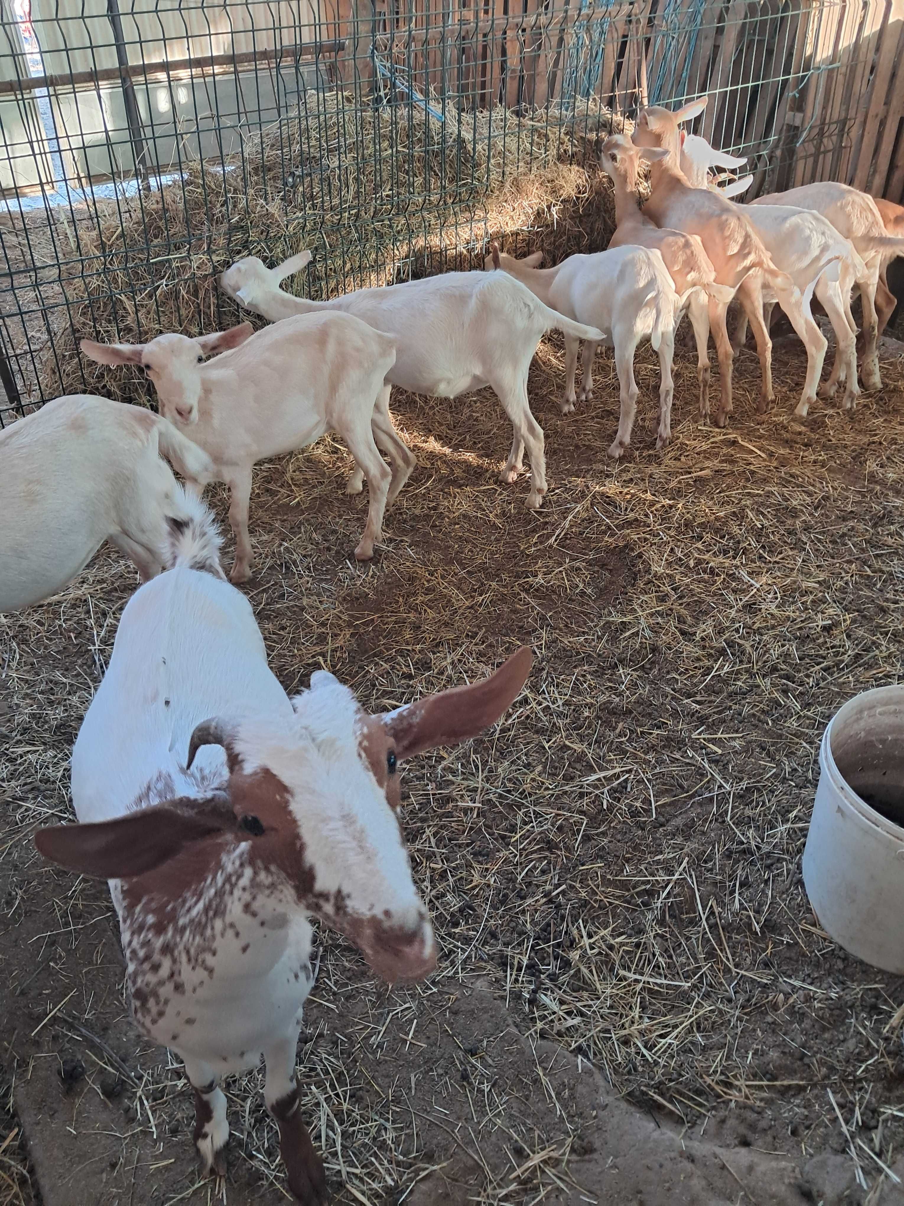 Venda de rebanho de cabras B4