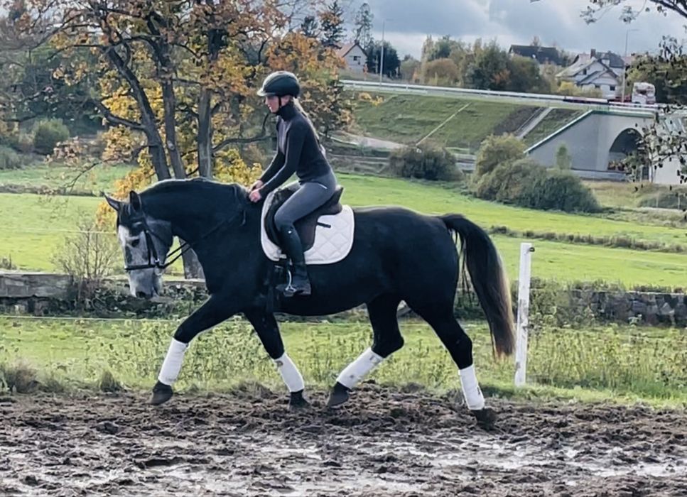 Piękna śląska klacz do sportu lub rekreacji