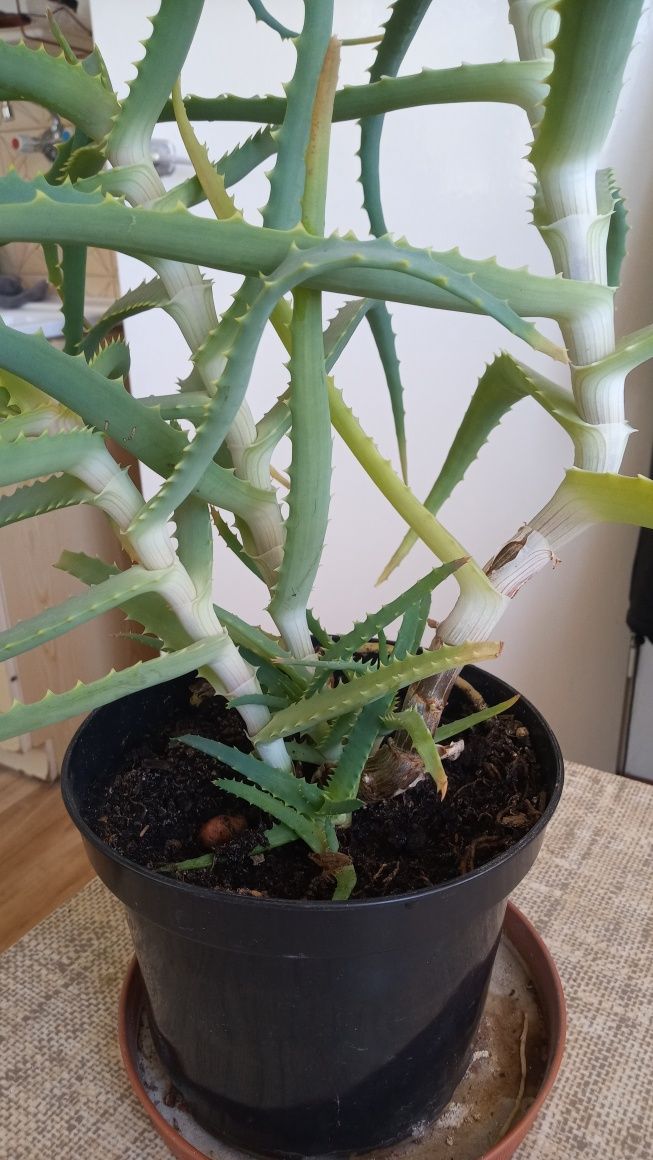 Aloes w doniczce domowy młody prywatna hodowla 60cm wysokości