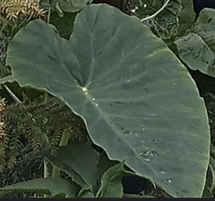 Colocasia esculenta -Kolokazja jadalna. Bulwa
Sadzimy
