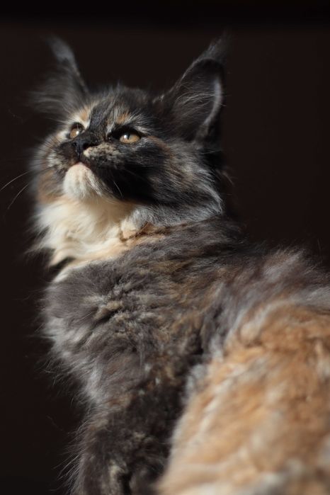 Maine coon fêmea - com LOP