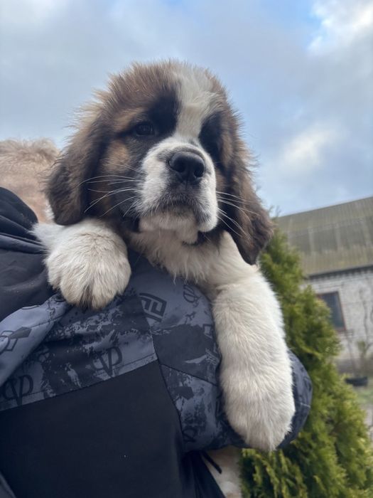 Продаються Цуценята сенбернара