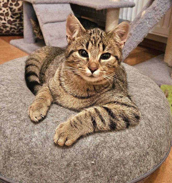 Pokochaj mnie, jestem cudowny Ares